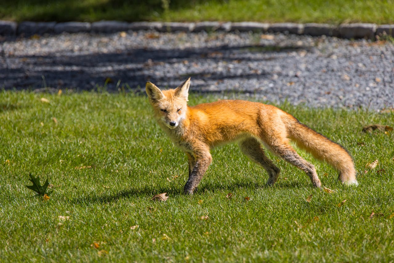 A red fox walking gracefully on a green lawn in Southborough, Massachusetts, United States.