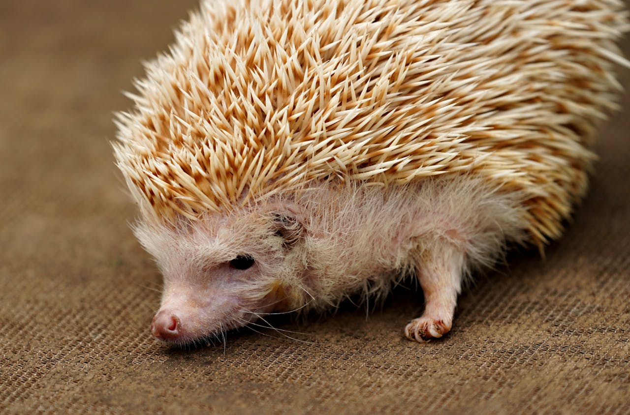 Detailed close-up image of a hedgehog resting on a brown textile surface, highlighting its quills.