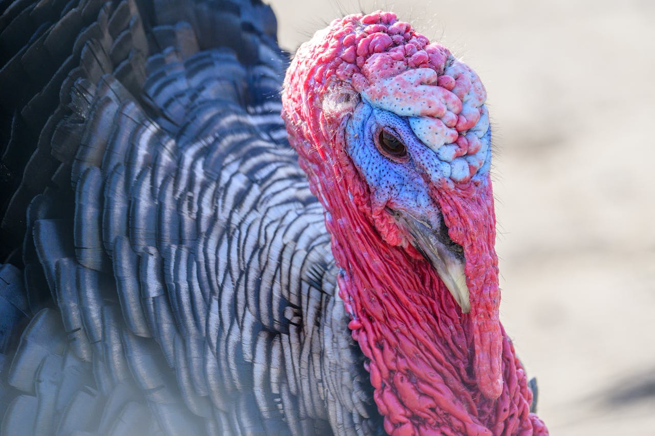 Detailed image of a wild turkey showcasing colorful feathers and intricate textures.
